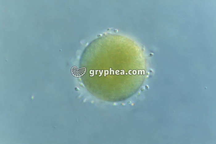 Fucus vésiculeux - Fécondation chez le Fucus (oosphère et anthérozoïdes) x100 - gryphea.com